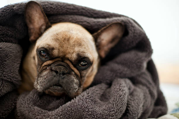 istock The dog wrapped in a blanket is sitting on the bed. 1055201194