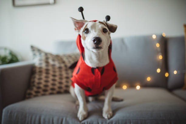 perro de halloween - pet clothing fotografías e imágenes de stock