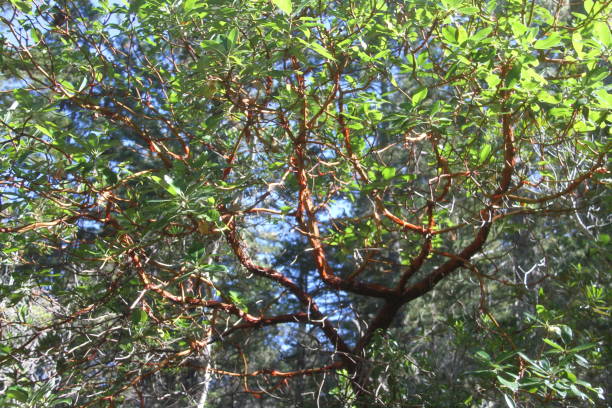 istock Salt Point State Park California 1055207552