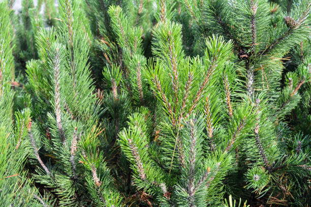 istock Blue spruce of fir tree branches. Close-up 1055208234