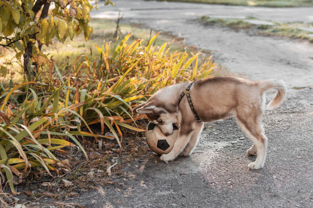 istock Husky puppy playing football. 1055209996
