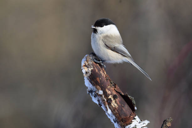 istock Willow tit (Poecile montanus) with ice crystals on its beak sits on a thick broken branch. 1055213490