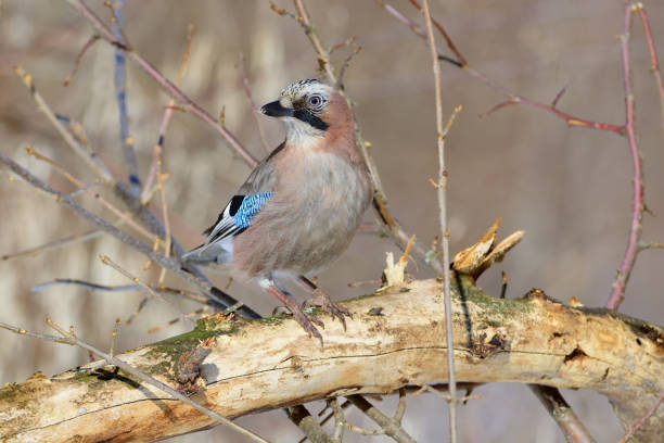 istock Eurasian jay (Garrulus glandarius) sits on a fallen tree, turning its head. 1055213524