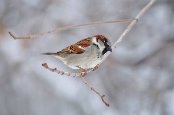 House sparrow (Passer domesticus) sits on a branch under falling snow. House sparrow (Passer domesticus) sits on a branch under falling snow. passer domesticus stock pictures, royalty-free photos & images