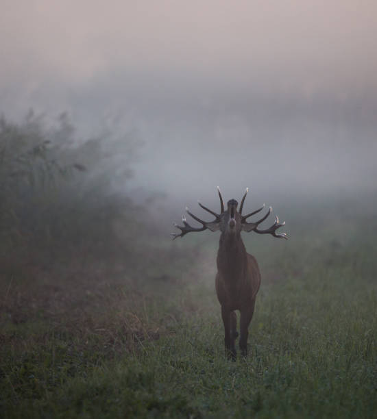 istock Wild boar roaring in fog 1055213858