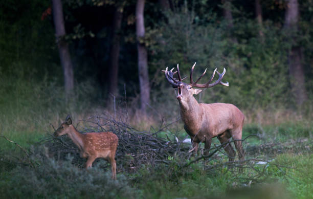 istock Red deer and hind in forest 1055213910