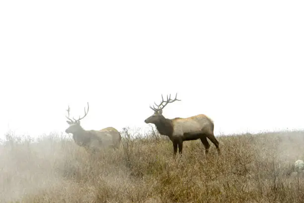 Distant view of two large male tule elk (Cervus canadensis nannodes) grazing on a foggy northern California hilltop.

Taken in Northern California. USA.