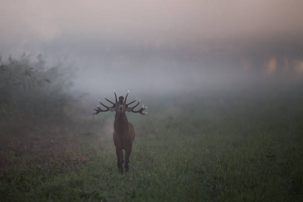 istock Wild boar roaring in fog 1055213972