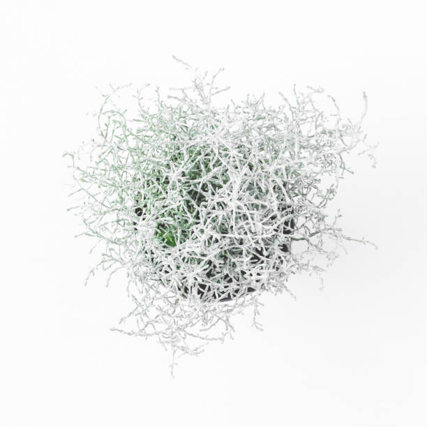 istock Moss in pot on white background. Winter concept. Flat lay, top view, square 1055215930