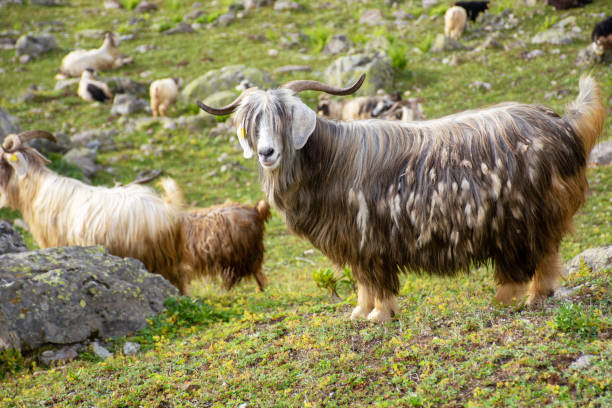 istock Goats eating grass,Goat portrait on a green meadow. 1055216668