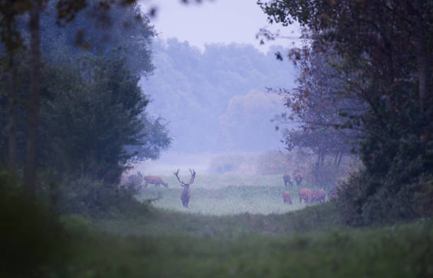 istock Red deer in forest in fog 1055218988