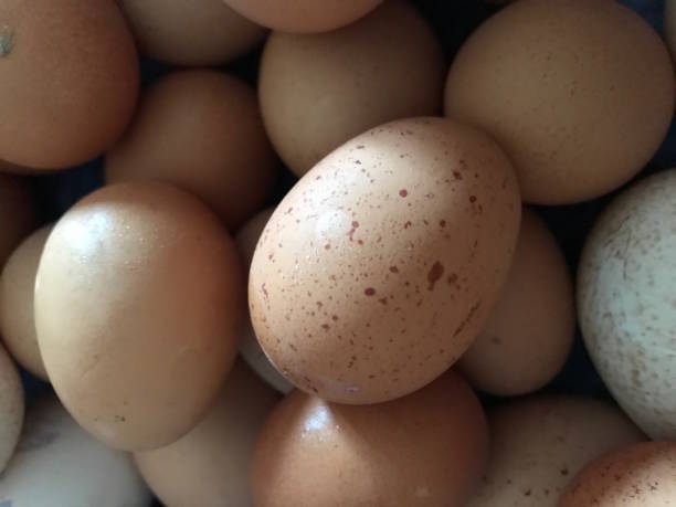 istock Fresh chicken and turkey organic ecologic eggs on the straw natural background 1055219144
