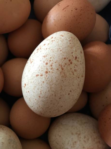 Fresh chicken and turkey organic ecologic eggs on the straw natural background
