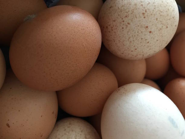 istock Fresh chicken and turkey organic ecologic eggs on the straw natural background 1055219924