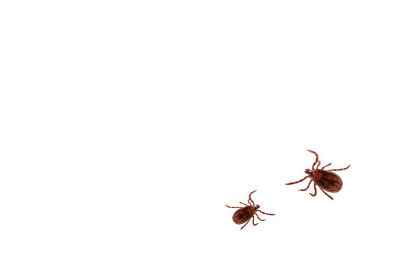 istock Two dog ticks isolated on white background 1055221768
