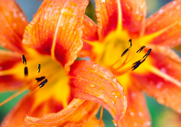 istock Orange lily flowers 1055225222
