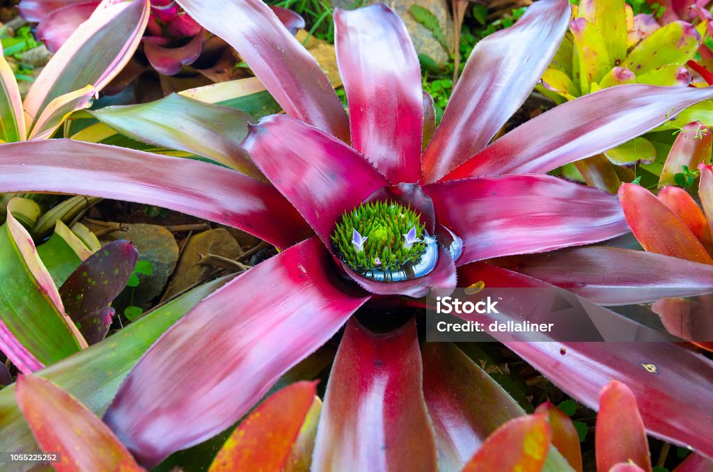 Lila Blommande Bromelia Blomma Stäng Vyn Av Ananasväxter Blomma Tropisk  Växt På En Bakgrund Av Gröna Blad-foton och fler bilder på Bildbakgrund -  iStock