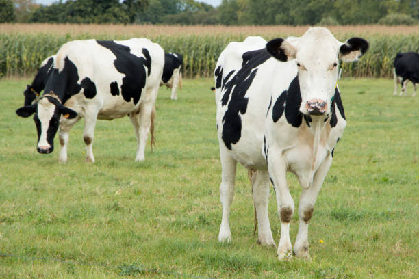 istock Holstein cows in a field in Brittany 1055228702
