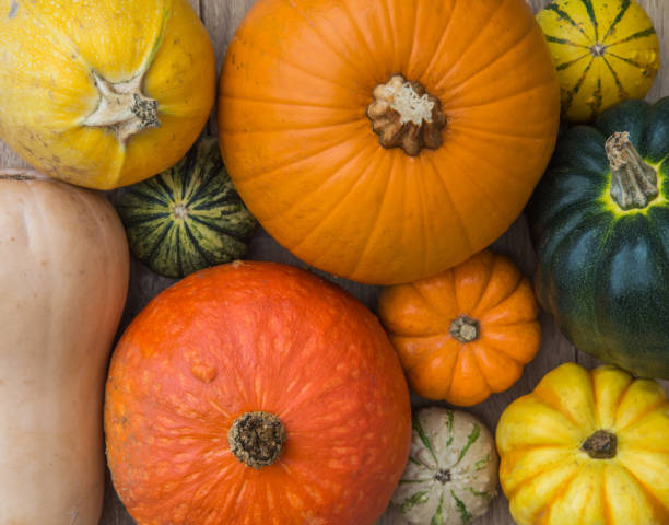 istock Pumpkins, Winter Squash and Gourds 1055229662