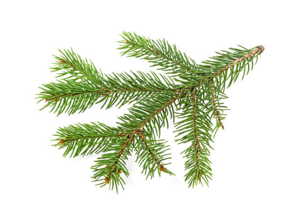 istock Branch of Christmas tree isolated on white background 1055232584