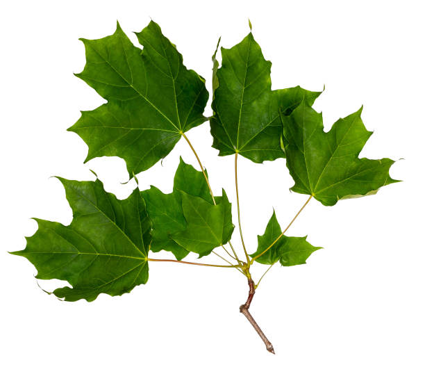 istock Maple branch on white background. Green maple leaves 1055233216