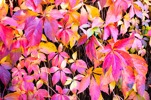 Autumn leaves background. Macro shot of ivy leaves turning red orange yellow purple