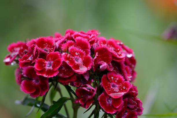 Sweet William (dianthus barbatus) Close up of red sweet William (dianthus barbatus) flowers covered in water dianthus barbatus stock pictures, royalty-free photos & images