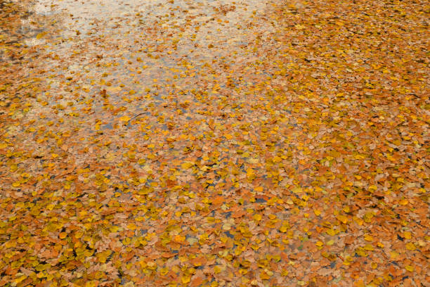 istock Autumn leaves in water. 1055240008