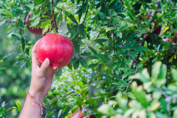 урожай граната - pomegranate pomegranite tree tree leaf стоковые фото и изображения