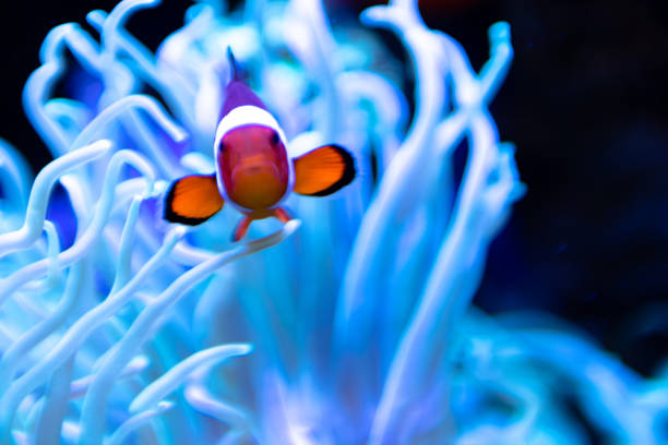 istock Clown Fish in Sea Anemonefish 1055244472