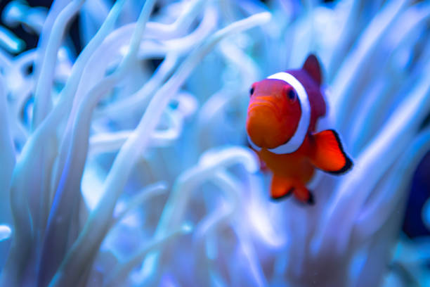 istock Clown Fish in Sea Anemonefish 1055244478