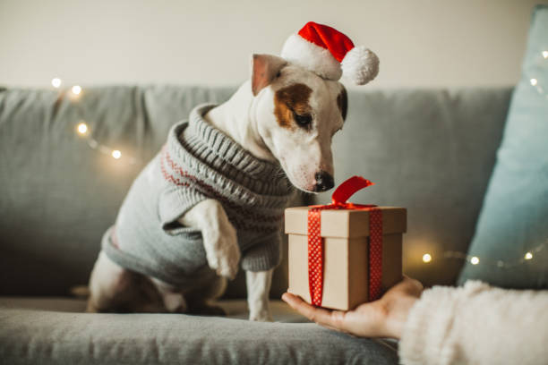 New year present for dog Young woman celebrating New Year at home with her dog. Dog wear costume, she giving present to her dog pet owner photos stock pictures, royalty-free photos & images
