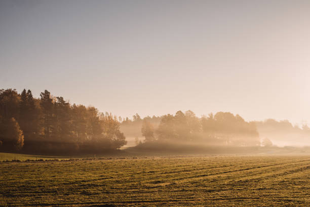 Beautiful autumn nature landscape in october foggy Beautiful autumn nature landscape in october
Fog in morning in sunrise ostergotland stock pictures, royalty-free photos & images