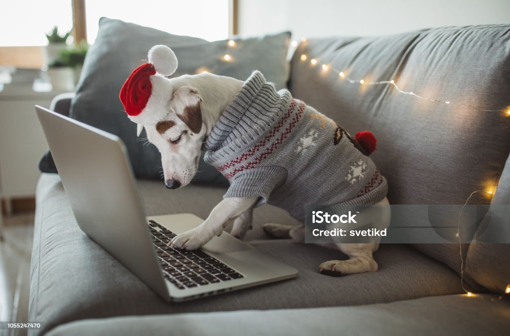 Compras online de Navidad - Foto de stock de Perro libre de derechos