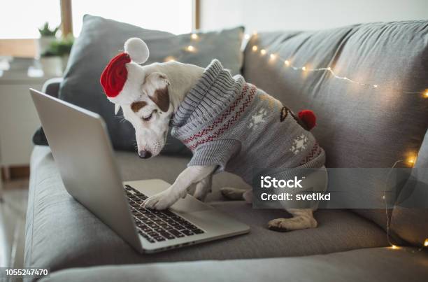 Compras Online De Navidad Foto de stock y más banco de imágenes de Perro - Perro, Navidad, Compras en línea