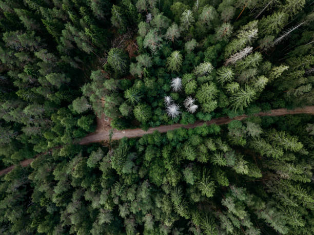 istock Summer forest aerial view in Sweden 1055249074