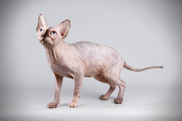 istock Canadian Sphinx cat on colored background 1055251648