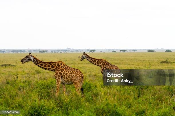The Giraffe Genus Of African Eventoed Ungulate Mammals The Tallest Living  Terrestrial Animals And The Largest Ruminants Part The Big Five Game Animals  In Serengeti Tanzania Stock Photo - Download Image Now -