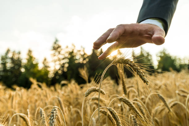 business vision and startup concept - wheat freedom abundance human hand imagens e fotografias de stock