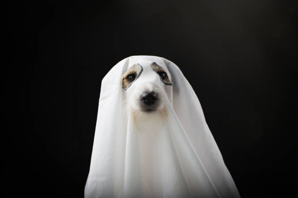 DOG HALLOWEEN GHOST COSTUME PARTY, ISOLATED AGAINTS BLACK BACKGROUND DOG HALLOWEEN GHOST COSTUME PARTY, ISOLATED AGAINTS BLACK BACKGROUND pet clothing stock pictures, royalty-free photos & images