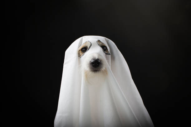 cão fantasma halloween festa à fantasia, isolada againts fundo preto - pet clothing - fotografias e filmes do acervo