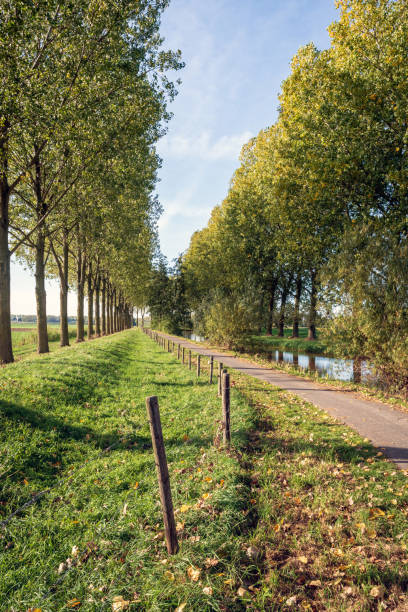 istock Path between rows of trees in a Dutch rural landscape 1055260504