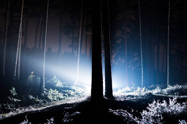 the forest landscape. pine trees at night, latvia - pine sunset night sunlight imagens e fotografias de stock
