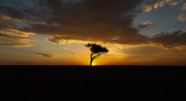 закат над деревом акации, африка - masai mara national reserve sunset africa horizon over land стоковые фото и изображения