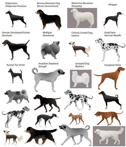 Dog show Collection of different breeds of dogs: great dane (german mastiff), german shorthaired pointer (kurzhaar), bernese mountain dog (berner sennenhund), dobermann (doberman pinscher), wolfspitz (keeshond), hungarian vizsla, samoyed dog (bjelkier), chinese crested dog (hairless), maremma-abruzzese sheepdog, russian toy terrier, anatolian shepherd (kangal), whippet kangal dog stock illustrations