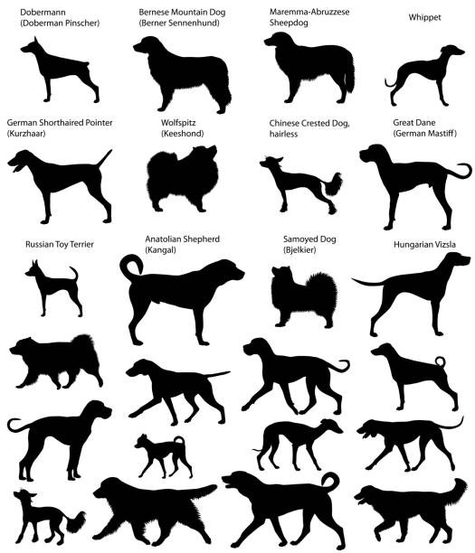 Dog show silhouettes Collection of silhouettes of different breeds of dogs: great dane (german mastiff), german shorthaired pointer (kurzhaar), bernese mountain dog (berner sennenhund), dobermann (doberman pinscher), wolfspitz (keeshond), hungarian vizsla, samoyed dog (bjelkier), chinese crested dog (hairless), maremma-abruzzese sheepdog, russian toy terrier, anatolian shepherd (kangal), whippet kangal dog stock illustrations