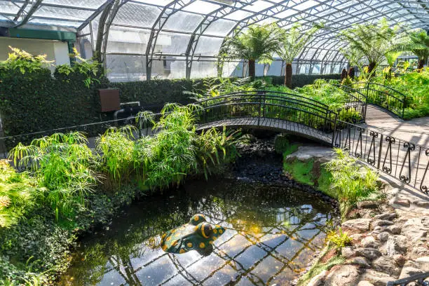 Photo of A small pond with a moving toad popular with kids and visitors dropping coins in David Welch winter gardens, Duthie Park, Aberdeen, Scotland