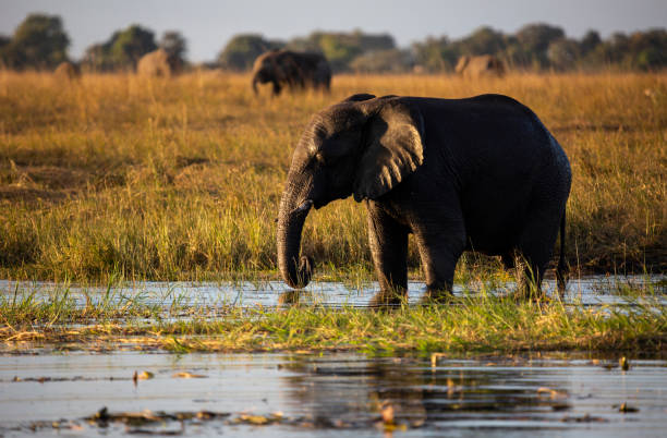 istock African elephant drinking at a waterhole 1055275790