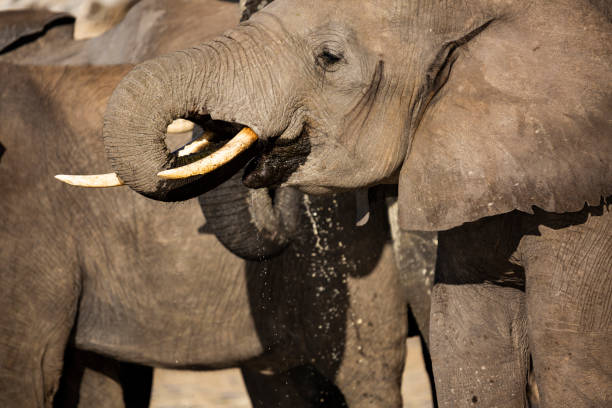 istock Portrait of an African elephant drinking water 1055276908