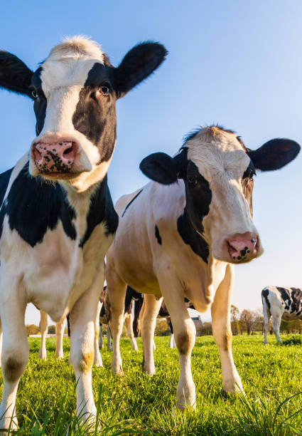 mucche holstein al pascolo - bestiame bovino di friesian foto e immagini stock